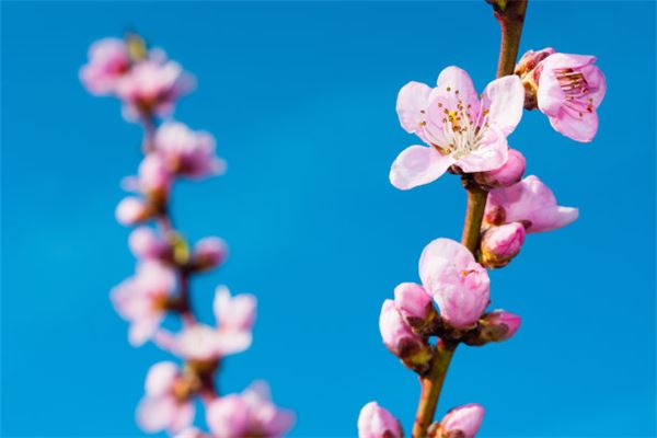 Dreaming of peach blossoms blooming — omen?