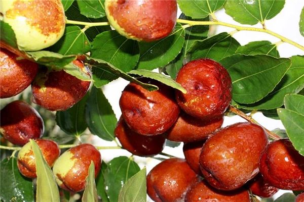 Dreaming of picking jujubes from tree with others — omen?