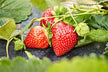 Dreaming of ripe strawberries in field — omen?