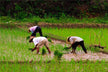 Farming and Ploughing Dream - Omen of Growth？