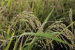 Golden paddy field full of rice — omen?