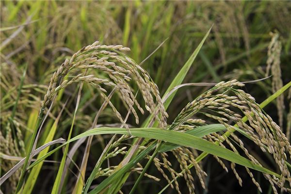 Golden paddy field full of rice — omen?