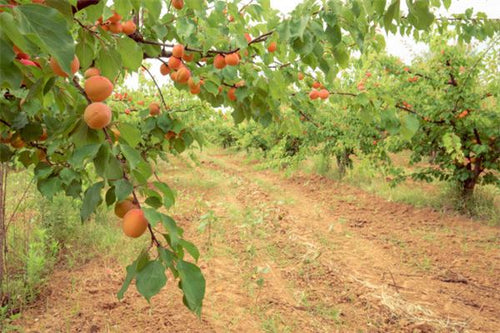 Green Apricot Tree - Growth Omen