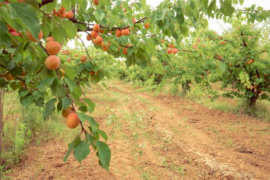 Green Apricot Tree - Growth Omen