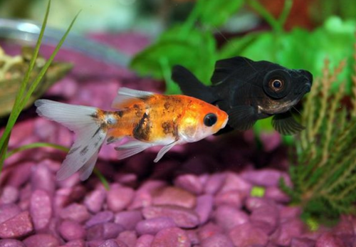 How many fish are best to keep in the office?