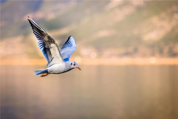Is Dreaming of a Bird a Pregnancy Dream for a Woman