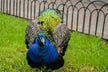 Is Dreaming of a Peacock a Pregnancy Dream?