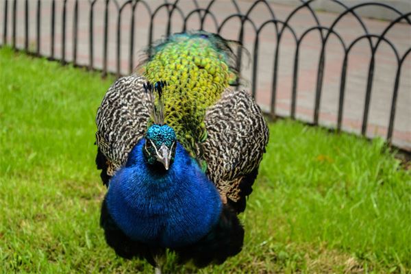 Is Dreaming of a Peacock a Pregnancy Dream?