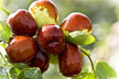 Jujube-Laden Tree in Dream - Omen of Abundance