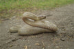 Man dreaming of snake bite — Omen?
