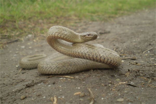 Man dreaming of snake bite — Omen?