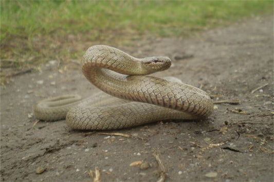 Man dreaming of snake bite — Omen?