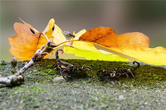Many Scorpions Scurrying Around – Dream Omens?