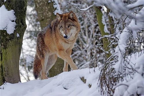 Married woman dreaming of being chased by a wolf — omen?