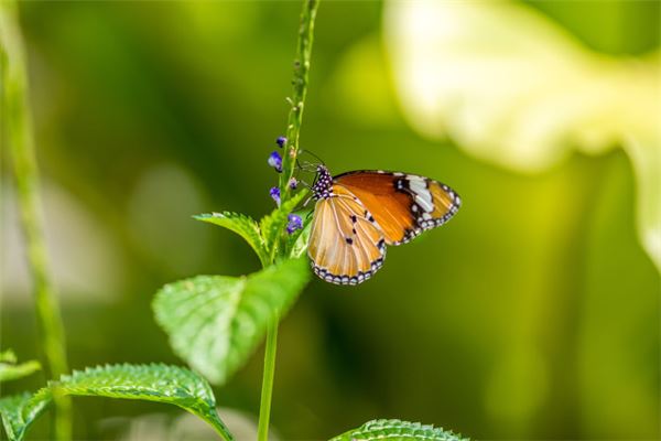 Married woman dreaming of catching butterfly — omen?