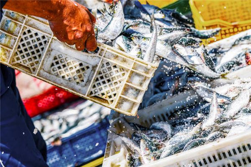 Married woman dreaming of catching many fish — omen?