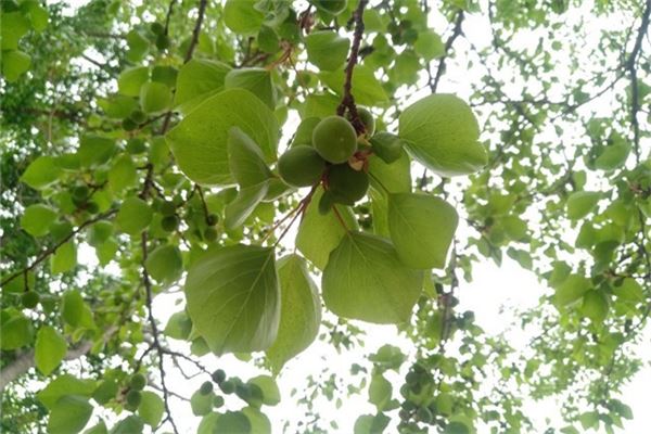 Married woman dreams of green apricots — omen?