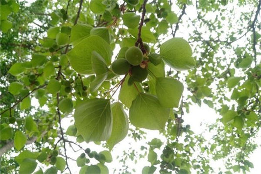 Married woman dreams of green apricots — omen?