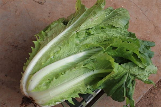 Married woman dreams of green cabbage — omen?