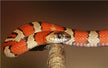 Married woman dreams of patterned snake — omen?