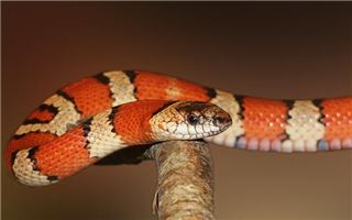 Married woman dreams of patterned snake — omen?
