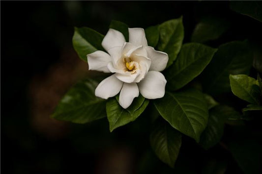 Married woman dreams of picking gardenias — omen?