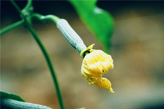 Married woman dreams of picking luffa — omen?