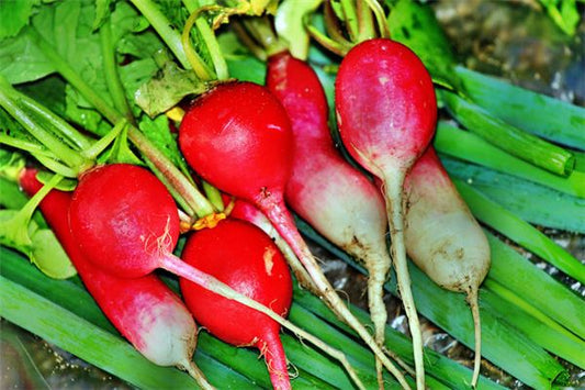 Married woman dreams of pulling radishes — omen?