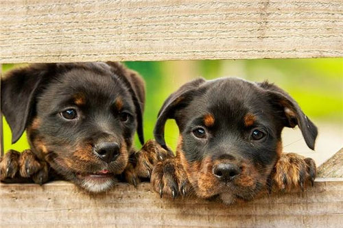 Married woman dreams of two dogs — omen?