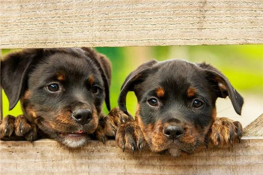 Married woman dreams of two dogs — omen?