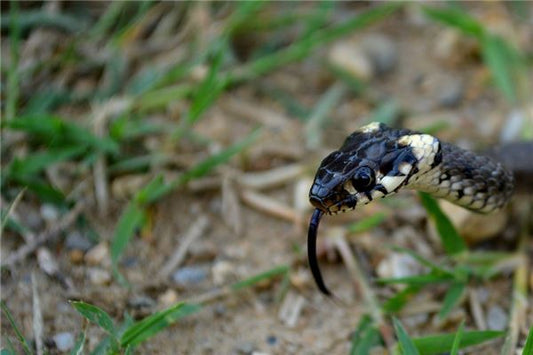 Meaning of dreaming of a snake chasing and biting you