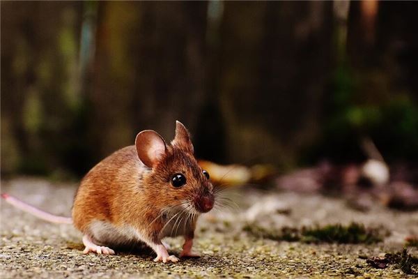 Mouse pouncing at you in dream — Omens?