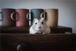 Mouse pouncing, startled awake — Omen?