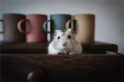 Mouse pouncing, startled awake — Omen?