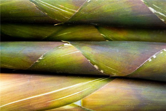 New Bamboo Shoots Dream - Omen of New Life