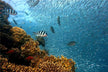 Omen - Dream of Crystal Clear Water with Fish