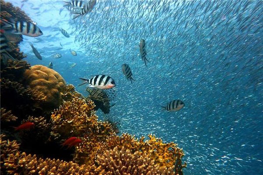 Omen - Dream of Crystal Clear Water with Fish
