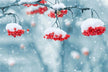Omen - Dream of Snowfall Various Interpretations