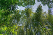 Omen - Dream of a Lush Bamboo Grove