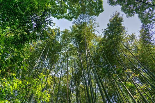 Omen - Dream of a Lush Bamboo Grove
