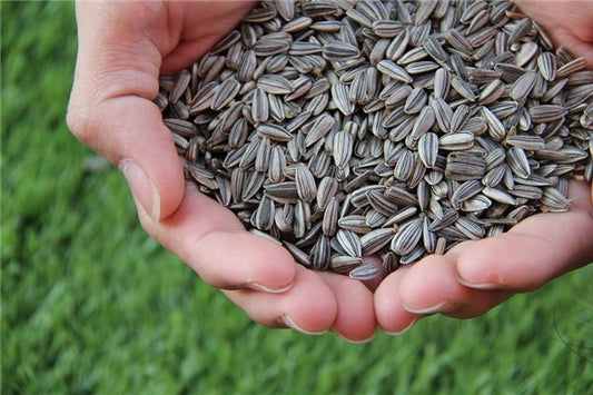 Omen - Woman Dreaming of a Large Pile of Melon Seeds