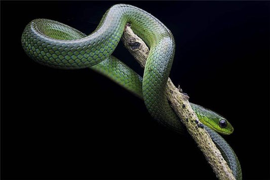 Omen of Dreaming of Beating a Snake