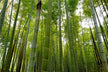 Omen of Dreaming of Cutting Green Bamboo