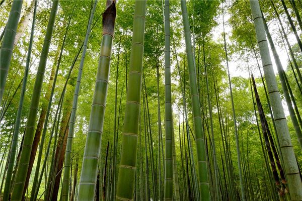 Omen of Dreaming of Cutting Green Bamboo