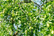 Married woman dreams of tree full of jujubes — omen?