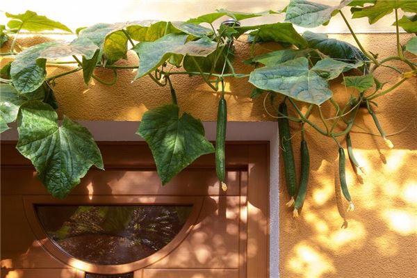 Omen of married woman dreaming of loofah plants