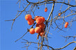 Persimmons hanging all over branches — omen?