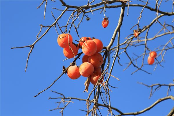 Persimmons hanging all over branches — omen?