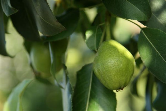 Picking Pears in Dream - Omen of Mother-Child Blessing