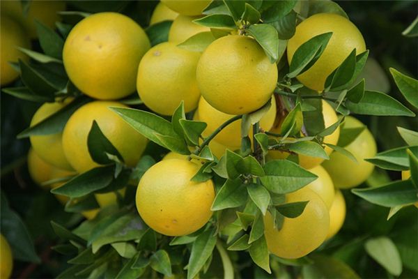 Picking Pomelos in Dream - Omen of Good Fortune
